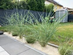 Amerikanischer Strandhafer / Blauer Strandhafer -Angebote Wurzel Zeit Store amerikanischer strandhafer blauer strandhafer m057633 1338176 0