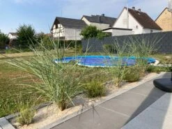 Amerikanischer Strandhafer / Blauer Strandhafer -Angebote Wurzel Zeit Store amerikanischer strandhafer blauer strandhafer m057633 1338176 1