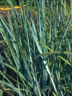 Amerikanischer Strandhafer / Blauer Strandhafer -Angebote Wurzel Zeit Store amerikanischer strandhafer blauer strandhafer m057633 w 0