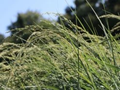 Amerikanischer Strandhafer / Blauer Strandhafer -Angebote Wurzel Zeit Store amerikanischer strandhafer blauer strandhafer m057633 w 1