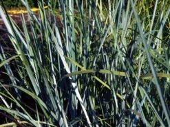 Amerikanischer Strandhafer / Blauer Strandhafer -Angebote Wurzel Zeit Store amerikanischer strandhafer m057633 w 0