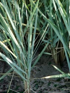 Amerikanischer Strandhafer / Blauer Strandhafer -Angebote Wurzel Zeit Store amerikanischer strandhafer m057633 w 1