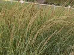 Amerikanischer Strandhafer / Blauer Strandhafer -Angebote Wurzel Zeit Store amerikanischer strandhafer m057633 w 2