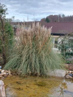 Amerikanisches Pampasgras / Silber-Pampasgras -Angebote Wurzel Zeit Store amerikanisches pampasgras silber pampasgras m003058 586603 0