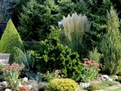 Amerikanisches Pampasgras / Silber-Pampasgras -Angebote Wurzel Zeit Store amerikanisches pampasgras silber pampasgras m003058 w 2