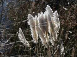 Amerikanisches Pampasgras / Silber-Pampasgras -Angebote Wurzel Zeit Store amerikanisches pampasgras silber pampasgras m003058 w 3