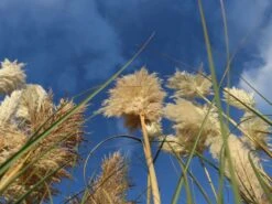 Amerikanisches Pampasgras / Silber-Pampasgras -Angebote Wurzel Zeit Store amerikanisches pampasgras silber pampasgras m003058 w 4