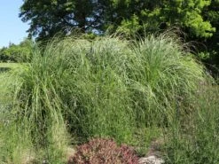 Amerikanisches Pampasgras / Silber-Pampasgras -Angebote Wurzel Zeit Store amerikanisches pampasgras silber pampasgras m003058 w 5