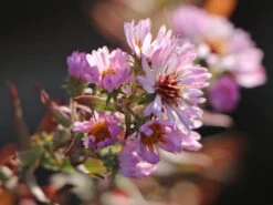 Amethyst-Aster 'Kylie' -Angebote Wurzel Zeit Store amethyst aster kylie m102032 w 1