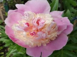 Asiatische Pfingstrose 'Sorbet' -Angebote Wurzel Zeit Store asiatische pfingstrose sorbet m080065 1012909 0