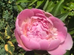 Asiatische Pfingstrose 'Sorbet' -Angebote Wurzel Zeit Store asiatische pfingstrose sorbet m080065 1326559 1