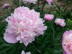 Asiatische Pfingstrose 'Sorbet' -Angebote Wurzel Zeit Store asiatische pfingstrose sorbet m080065 431639 0