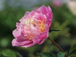 Asiatische Pfingstrose 'Sorbet' -Angebote Wurzel Zeit Store asiatische pfingstrose sorbet m080065 w 1