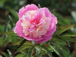 Asiatische Pfingstrose 'Sorbet' -Angebote Wurzel Zeit Store asiatische pfingstrose sorbet m080065 w 2