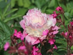 Asiatische Pfingstrose 'Sorbet' -Angebote Wurzel Zeit Store asiatische pfingstrose sorbet m080065 w 3