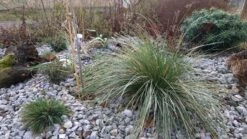 Atlas-Schwingel -Angebote Wurzel Zeit Store atlas schwingel m058530 389061 0