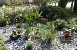 Atlas-Schwingel -Angebote Wurzel Zeit Store atlas schwingel m058530 389061 1