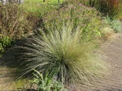 Atlas-Schwingel -Angebote Wurzel Zeit Store atlas schwingel m058530 w 0