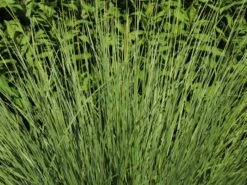 Atlas-Schwingel -Angebote Wurzel Zeit Store atlas schwingel m058530 w 2