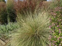 Atlas-Schwingel -Angebote Wurzel Zeit Store atlas schwingel m058530 w 3