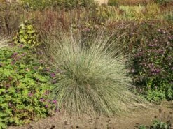 Atlas-Schwingel -Angebote Wurzel Zeit Store atlas schwingel m058530 w 4