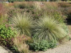 Atlas-Schwingel -Angebote Wurzel Zeit Store atlas schwingel m058530 w 5