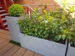 Aufrechter Kirschlorbeer / Lorbeerkirsche 'Herbergii' -Angebote Wurzel Zeit Store aufrechter kirschlorbeer lorbeerkirsche herbergii m002192 113402 0