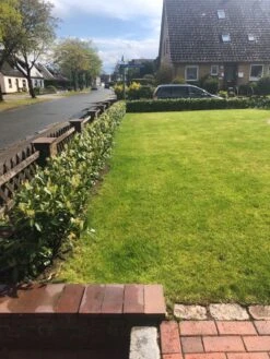 Aufrechter Kirschlorbeer / Lorbeerkirsche 'Herbergii' -Angebote Wurzel Zeit Store aufrechter kirschlorbeer lorbeerkirsche herbergii m002192 193676 0