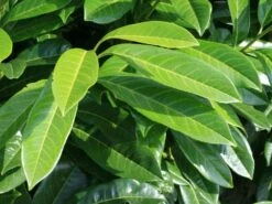 Aufrechter Kirschlorbeer / Lorbeerkirsche 'Herbergii' -Angebote Wurzel Zeit Store aufrechter kirschlorbeer lorbeerkirsche herbergii m002192 w 0