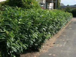 Aufrechter Kirschlorbeer / Lorbeerkirsche 'Herbergii' -Angebote Wurzel Zeit Store aufrechter kirschlorbeer lorbeerkirsche herbergii m002192 w 1