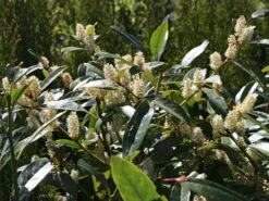 Aufrechter Kirschlorbeer / Lorbeerkirsche 'Herbergii' -Angebote Wurzel Zeit Store aufrechter kirschlorbeer lorbeerkirsche herbergii m002192 w 2