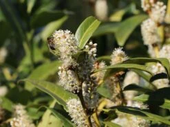 Aufrechter Kirschlorbeer / Lorbeerkirsche 'Herbergii' -Angebote Wurzel Zeit Store aufrechter kirschlorbeer lorbeerkirsche herbergii m002192 w 4