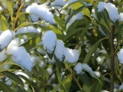 Aufrechter Kirschlorbeer / Lorbeerkirsche 'Herbergii' -Angebote Wurzel Zeit Store aufrechter kirschlorbeer lorbeerkirsche herbergii m002192 w 5