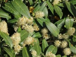 Aufrechter Kirschlorbeer / Lorbeerkirsche 'Herbergii' -Angebote Wurzel Zeit Store aufrechter kirschlorbeer lorbeerkirsche herbergii m002192 w 7