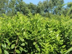 Aufrechter Kirschlorbeer / Lorbeerkirsche 'Herbergii' -Angebote Wurzel Zeit Store aufrechter kirschlorbeer lorbeerkirsche herbergii m002192 w 8