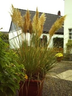 Amerikanisches Pampasgras / Silber-Pampasgras -Angebote Wurzel Zeit Store b010297 Pampasgras weiss 60822 0