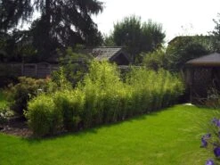 Bambus 'Jumbo' -Angebote Wurzel Zeit Store b012138 Bambus Jumbo 193676 0