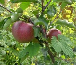 Herbstapfel 'Elstar' -Angebote Wurzel Zeit Store b013329 Herbstapfel Elstar 225165 0