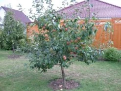 Herbstapfel 'Gravensteiner' -Angebote Wurzel Zeit Store b014387 Herbstapfel Gravensteiner 286223 0