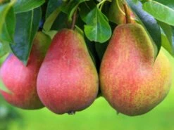 Sommerbirne 'Frühe Von Trevoux'