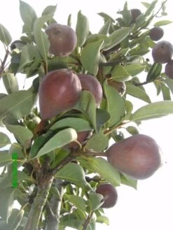 Sommerbirne 'Rote Williams Christ' -Angebote Wurzel Zeit Store b015029 Sommerbirne Rote Williams Christ 193676 0