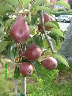 Sommerbirne 'Rote Williams Christ' -Angebote Wurzel Zeit Store b015029 Sommerbirne Rote Williams Christ 193676 1