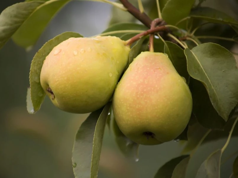 Sommerbirne 'Stuttgarter Geißhirtle' 1 Sommerbirne 'Stuttgarter Geißhirtle'