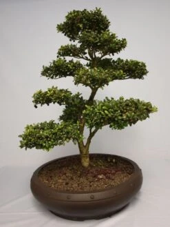 Löffel-Ilex / Japanischer Ilex 'Convexa' -Angebote Wurzel Zeit Store b018590 Loeffel Ilex Japanischer Ilex 131483 0