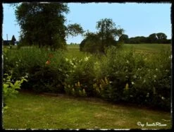 Schwarzgrüner Liguster 'Atrovirens' -Angebote Wurzel Zeit Store b018900 Schwarzgruener Liguster Atrovirens Wintergruener Liguster 60822 0