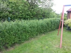 Schwarzgrüner Liguster 'Atrovirens' -Angebote Wurzel Zeit Store b018900 Schwarzgruener Liguster Atrovirens Wintergruener Liguster 93754 0