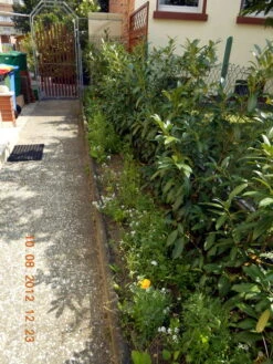 Aufrechter Kirschlorbeer / Lorbeerkirsche 'Herbergii' -Angebote Wurzel Zeit Store b020720 Aufrechter Kirschlorbeer Lorbeerkirsche Herbergii 304795 0