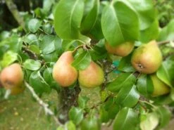 Sommerbirne 'Speckbirne', 'Kuhfuß' Mittel
