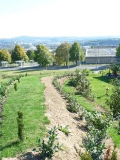 Kirschlorbeer / Lorbeerkirsche 'Rotundifolia' -Angebote Wurzel Zeit Store b028230 Kirschlorbeer Lorbeerkirsche Rotundifolia 298292 0
