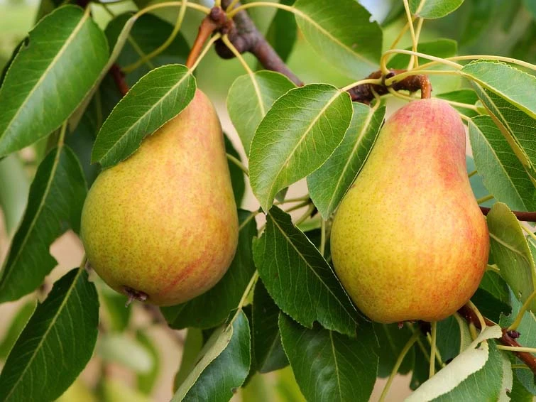 Sommerbirne 'Prinzessin Von Lübeck' / 'Wondernot' 1 Sommerbirne 'Prinzessin Von Lübeck' / 'Wondernot'